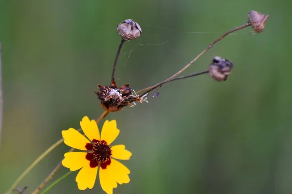 Gelbe Blume Mit Abgestorbenen Knospen — Stockfoto