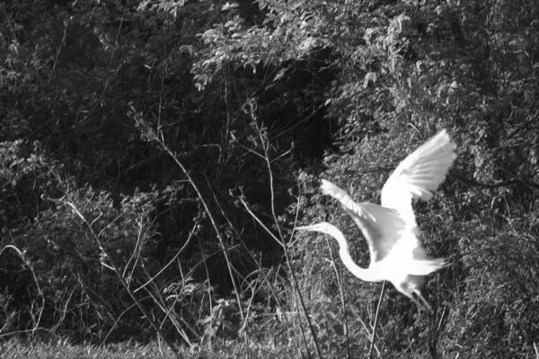 White Egret Při Letu — Stock fotografie