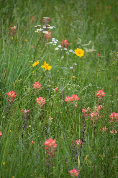 Deux Fleurs Sauvages Couleur Dans Prairie — Photo