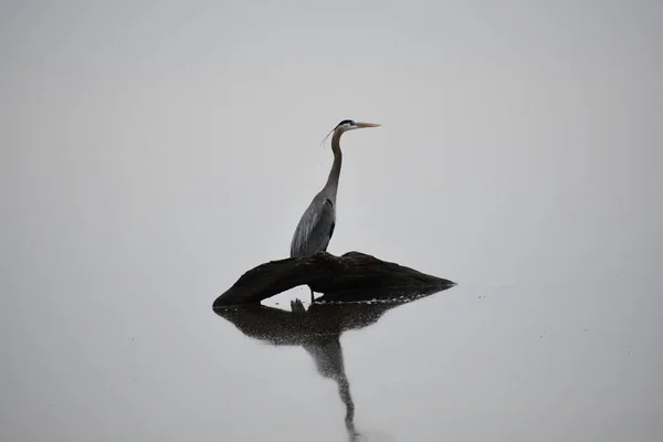 Great Blue Heron Standing Submerged Log Lake — Stock Photo, Image