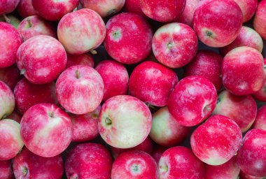 kırmızı elmaların arkaplan deseni  