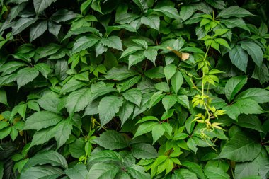 Duvara tırmanan bir sürü yaprak.