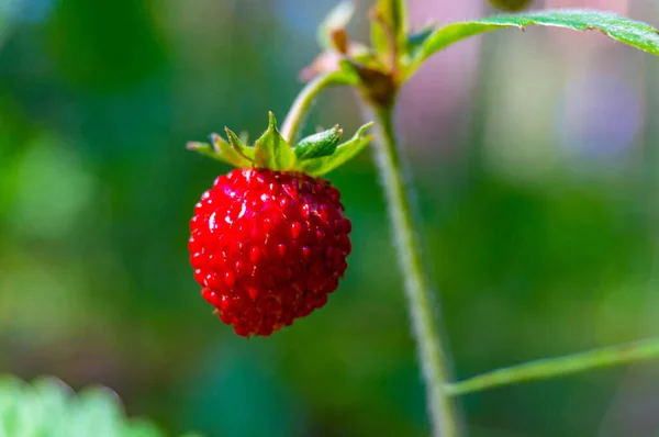Κοντινό πλάνο με άγριες φράουλες — Φωτογραφία Αρχείου