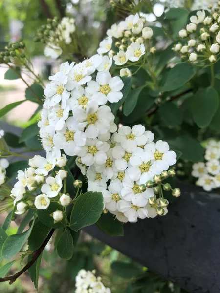 Inflorescence Small White Flowers Bush — Stock Photo, Image