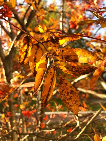 Żółty Jesienny Liść Wrześniu — Zdjęcie stockowe