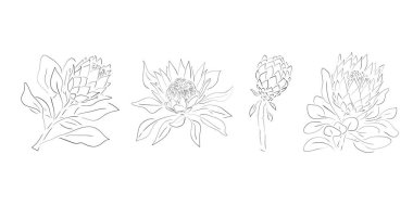 Protea çiçekleri. El çizimi, düğün otları, davetiye için zarif yapraklar, randevu kartı tasarımı. Botanik kırsal trend çizimi.