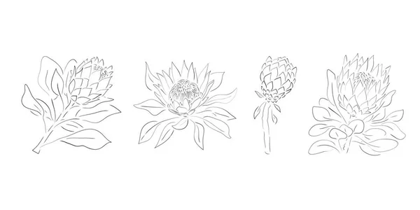 Protea çiçekleri. El çizimi, düğün otları, davetiye için zarif yapraklar, randevu kartı tasarımı. Botanik kırsal trend çizimi.