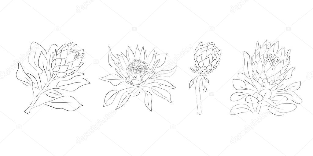 Protea flowers. Hand drawn line and sketch wedding herb, plant elegant leaves for invitation save the date card design. Botanical rustic trendy set illustration.