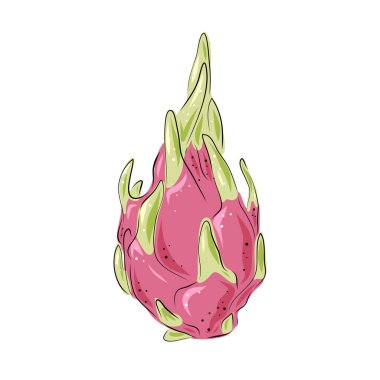 Ejderha meyve vektörü. El çizimi tropikal gıda çizimi. Pembe yaz ejderha meyvesi. Bütün çukur. Etiket, meyve suyu ambalajı tasarımı ve menü için botanik klasik çizimi.