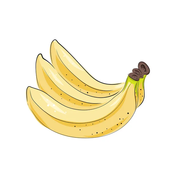 Desenhos vetoriais de banana. Buquê isolado desenhado à mão, cacho, casca de banana. Ilustração de estilo de arte de fruta de verão. Comida vegetariana detalhada. Ótimo para etiqueta, cartaz, impressão . — Vetor de Stock