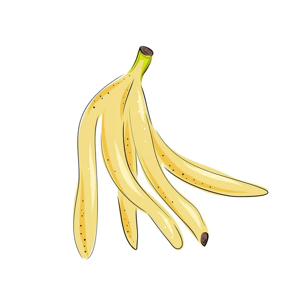Dessins vectoriels bananes. Peau de banane tirée à la main isolée. Illustration de style art fruitier estival. Nourriture végétarienne détaillée. Idéal pour l'étiquette, affiche, impression. — Image vectorielle