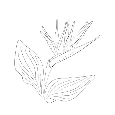 Strelitzia turuncu tropikal çiçek beyaz arka planda izole edilmiş. Strelitzia 'nın egzotik tropikal çiçeği ya da cennet kuşu. Vektör illüstrasyonu.