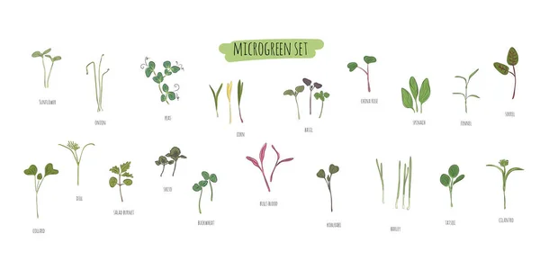 Mikro yeşil vektör seti. Bitkiler - bezelye, ayçiçeği, soğan, bezelye, mısır, fesleğen, Çin gülü, ıspanak, rezene, kuş, lahana, dereotu, salata burnet, shiso, karabuğday, boğaların kanı, kohlabi, arpa, tatsoi.