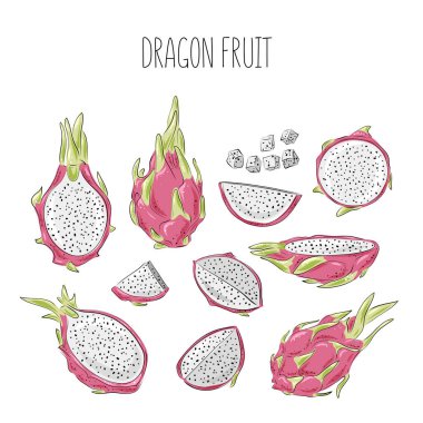 Ejderha meyve vektörü büyük küme çiziyor. El çizimi tropikal gıda çizimi. Pembe yaz ejderha meyvesi. Tam ve dilimlenmiş pitya. Etiket, meyve suyu ambalajı tasarımı ve menü için botanik klasik çizimi.