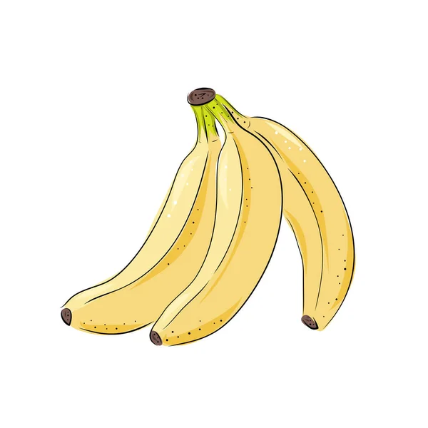Desenhos Vetoriais Banana Buquê Isolado Desenhado Mão Cacho Casca Banana — Vetor de Stock