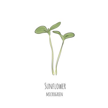 Hand drawn sunflower micro greens. Vector illustration in sketch style isolated on white background. clipart