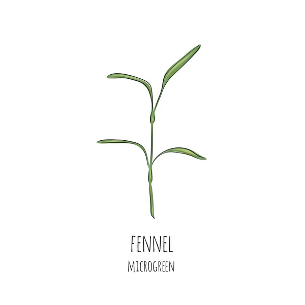 Fenouil Dessiné Mainmicro Verts Illustration Vectorielle Dans Style Croquis Isolé — Image vectorielle