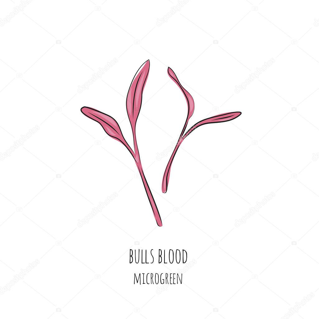 Hand drawn bulls blood micro greens. Vector illustration in sketch style isolated on white background.