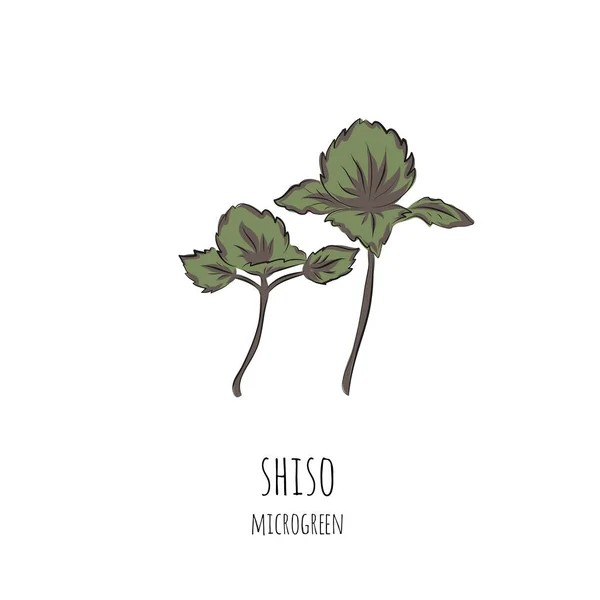 Micro Verts Shiso Dessinés Main Illustration Vectorielle Dans Style Croquis — Image vectorielle