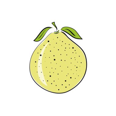 Pomelo meyve düz vektör çizimi. Taze tropikal meyve dilimleri. İzole edilmiş. Sağlıklı yemek menüsü, set ve tasarım öğeleri için tipografi içeren yaratıcı bir klipti. karala.