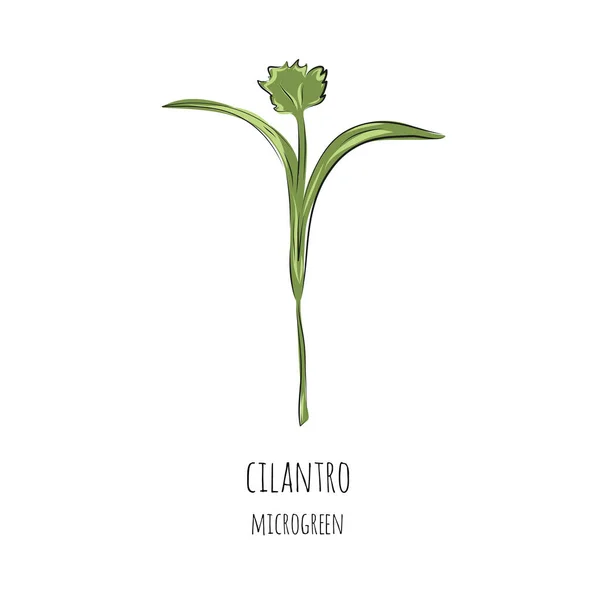 Micro Greens Coriandre Dessinés Main Illustration Vectorielle Dans Style Croquis — Image vectorielle