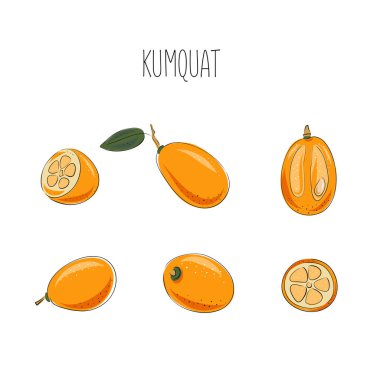 Kumquat hazır. Vektör çizimi. Tam ve dilimlenmiş, yapraklar. Beyaz arka planda izole edilmiş renkli tropikal meyve koleksiyonu. Karalama el çizimi meyve simgeleri.