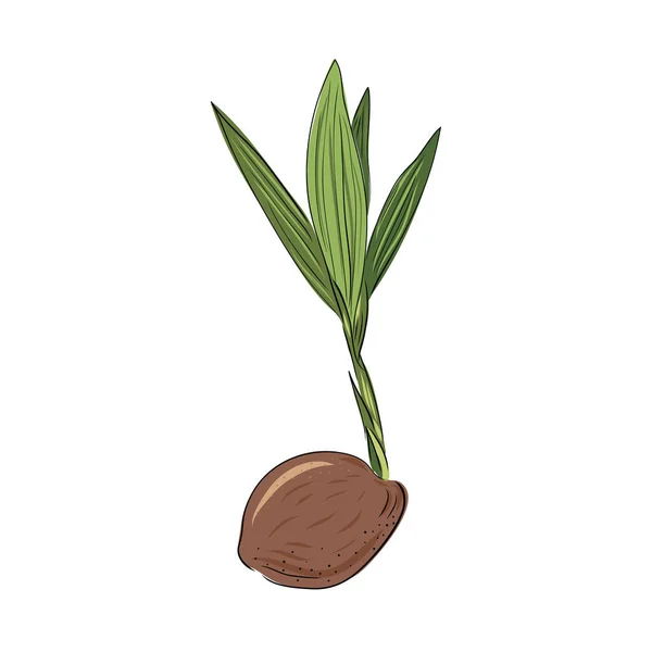 Nyfödd Kokosnöt Vektorillustration Nöt Groddar Och Början Livet Ett Träd — Stock vektor