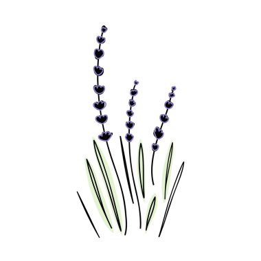 El çizimi lavanta seti beyaz arka planda izole edilmiş. Vektör vintage illüstrasyon.