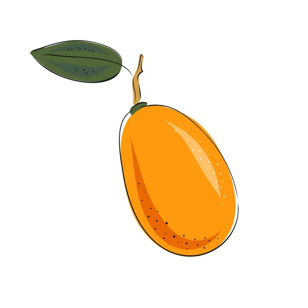 Ilustração Vetorial Kumquat Todo Cortado Fatias Coleção Esboços Coloridos Frutas — Vetor de Stock