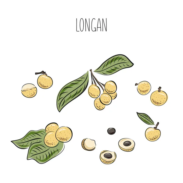 Longan vektör çizimi. El çizimi tropikal meyve çizimi. Renkli yaz meyveleri. Yapraklı tam ve dilimlenmiş nesneler. Etiket, meyve suyu ambalajı tasarımı, menü için botanik klasik çizimi