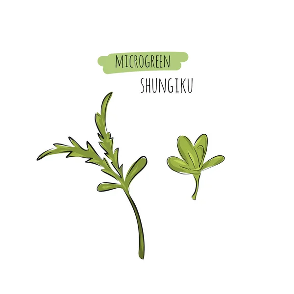 Micro Greens Shungiku Dessinés Main Illustration Vectorielle Dans Style Croquis — Image vectorielle