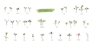 Büyük bir mikroyeşil vektör kümesi. Bitkiler - havuç, hindiba, purslane, turp, pancar, shungiku, lahana, lahana, yonca, soğan, pac choi, brokoli, hardal, beyaz arka planda grev salatası.