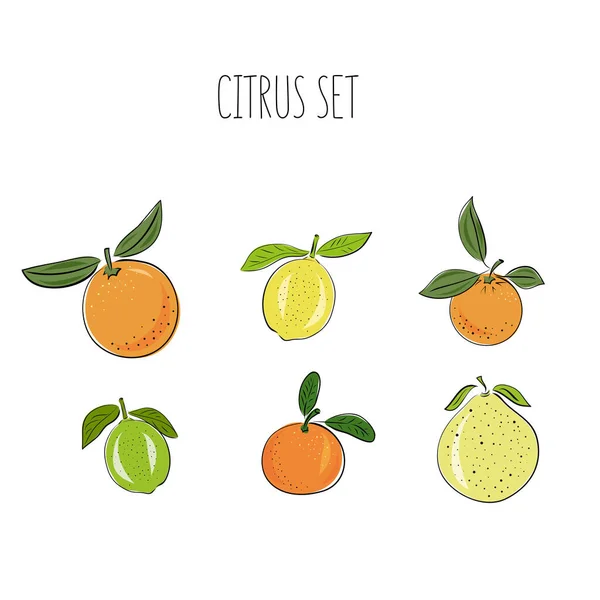 Set Med Handritade Vektorcitrus Citron Apelsin Lime Pomelo Mandarin Och — Stock vektor