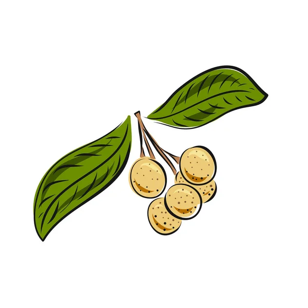 白い背景に隔離されたベクトル・オンガンの果実。メニュー、市場、ラベル、ジュースパッケージデザインのための手描きスタイルで植物イラスト. — ストックベクタ