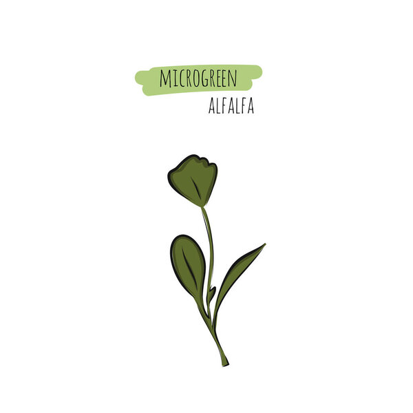 Ручной рисунок люцерны микро зелени. Векторная иллюстрация в стиле эскиза на белом фоне