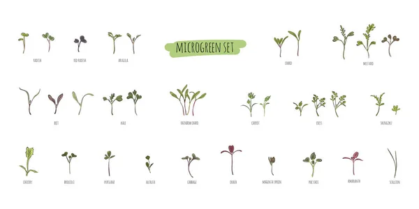 Büyük bir mikroyeşil vektör kümesi. Bitkiler - havuç, hindiba, purslane, turp, pancar, shungiku, lahana, lahana, yonca, soğan, pac choi, brokoli, hardal, beyaz arka planda grev salatası.