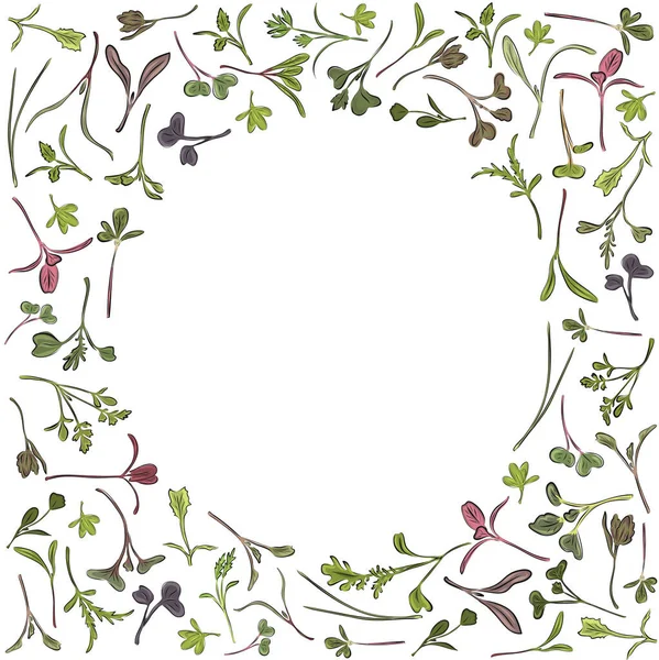 Vector round frame with microgreen. Herbs - carrots, chicory, purslane, radishes, beets, shungiku, cabbage, cabbage, alfalfa, green onions, Pak Choy, broccoli, mustard, lettuce on a white background. — Stock Illustration Vector round frame with microgreen. Herbs - carrots, chicory, purslane, radishes, beets, shungiku, cabbage, cabbage, alfalfa, green onions, Pak Choy, broccoli, mustard, lettuce on a white background. Royalty Free Stock Illustrations