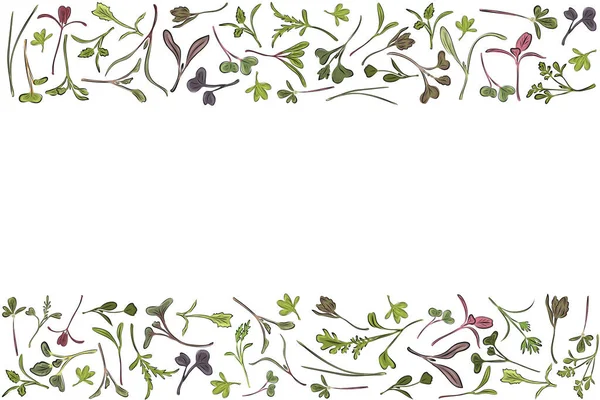 Vector frame with microgreen. Herbs - carrots, chicory, purslane, radishes, beets, shungiku, cabbage, cabbage, alfalfa, green onions, Pak Choy, broccoli, mustard, lettuce on a white background. — Stock Illustration Vector frame with microgreen. Herbs - carrots, chicory, purslane, radishes, beets, shungiku, cabbage, cabbage, alfalfa, green onions, Pak Choy, broccoli, mustard, lettuce on a white background. Stock Vector