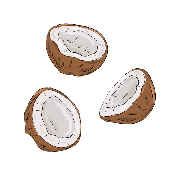 Kokosnuss Vollnuss Kokossegment Und Kokosfruchtfleisch Halb Tropische Früchte Vektorillustration Handgezeichneten — Stockvektor