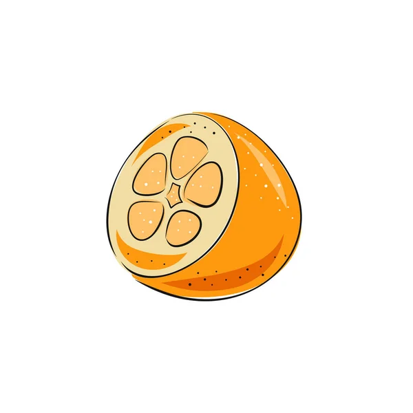 Ilustração Vetorial Kumquat Todo Cortado Fatias Coleção Esboços Coloridos Frutas — Vetor de Stock