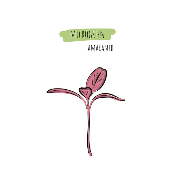 Met Hand Getekend Amaranth Micro Greens Vector Illustratie Schets Stijl — Stockvector