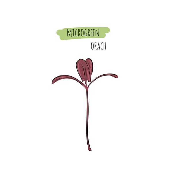 Met Hand Getekende Orach Micro Greens Vector Illustratie Schets Stijl — Stockvector