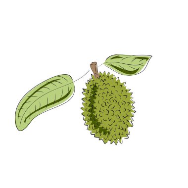El çizimi vektör çizimi. Egzotik çizim meyvesi. Tropikal Durian.