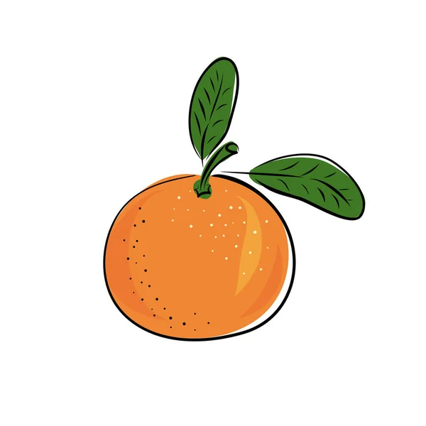 Illustration Vectorielle Des Contours Juteux Isolés Des Fruits Colorés Mandarine — Image vectorielle