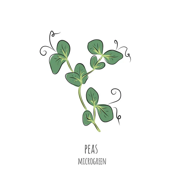 El yapımı bezelye, mikro yeşillikler. Beyaz arkaplanda izole edilmiş taslak biçiminde vektör illüstrasyonu