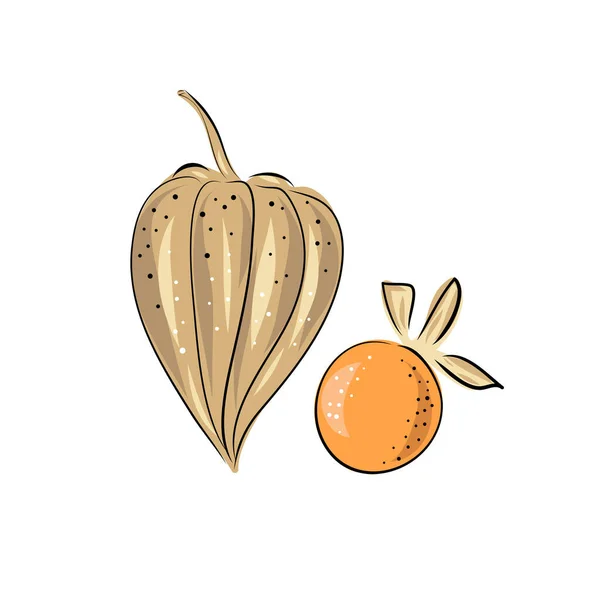 Stora Mängder Supermat Vektor Illustration Physalis Bär Handritning Blommor Blad — Stock vektor