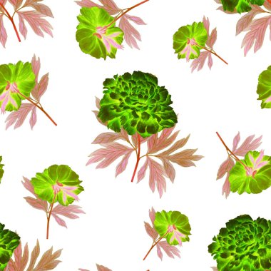 Çiçeksiz desenli, çiçek açan şakayıklar. Dekoratif botanik şakayık çiçek izi. El çizimi boya kalemi çizimi.