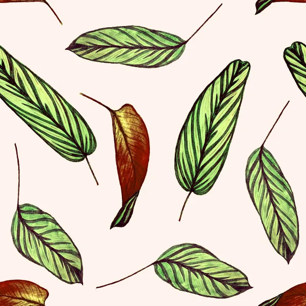 Тропический Бесшовный Рисунок Листьями Джунглей Маранта Печатаем Экзотические Растения Вручную — стоковое фото