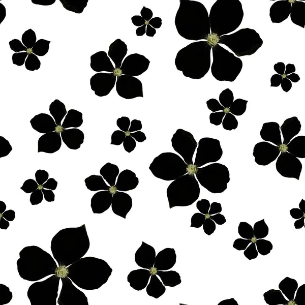 Gyönyörű Zökkenőmentes Minta Stilizált Virágokkal Etnikai Mintára Alapozva Monokróm Botanikus — Stock Fotó