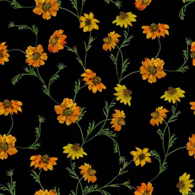 Çiçeksiz desenli suluboya kadife çiçekleri. Botanik duvar kağıdı. Çiçekli tekstil tasarımı. Kaliteli, kusursuz yaz şablonu.